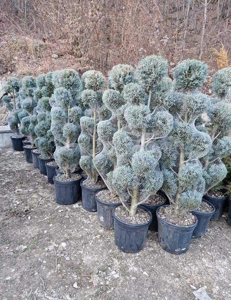 Calitate superioară! Plante ornamentale disponibile acum!