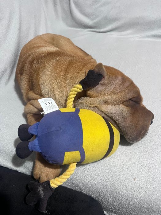 Прекрасен  Шарпей