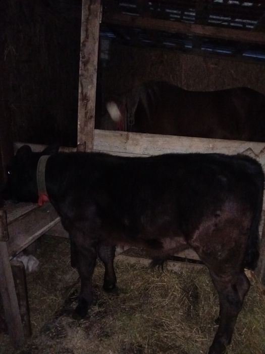 Se vinde carne vițel 3luni .