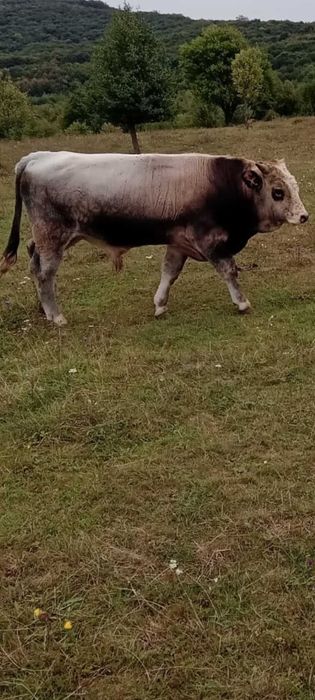 Taur de vânzare  foarte frumos