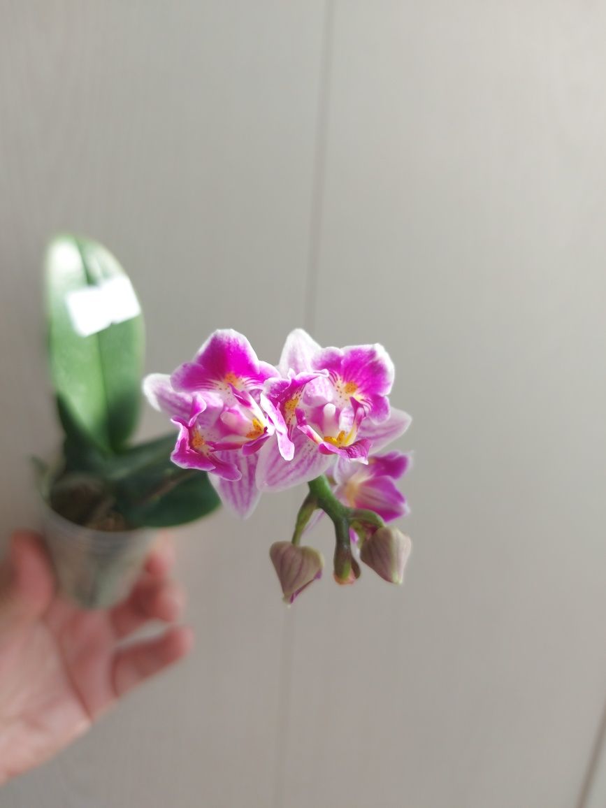 Продам орхидею, азиатский сорт