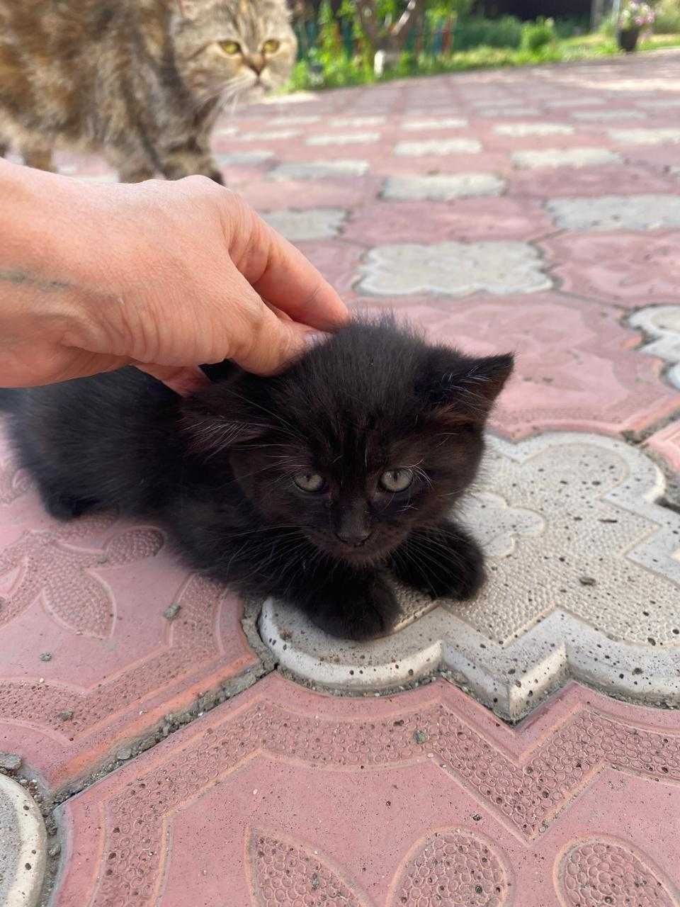 Отдам котят бесплатно