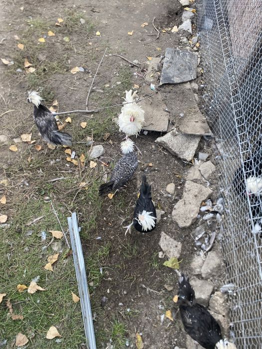 Vand gaini motate olandeze