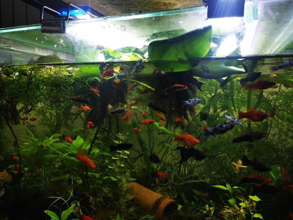 Lampa 60 cm pe Led- lumina puternica