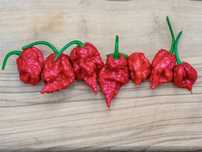 Люти чушки - Carolina Reaper - Каролина Рийпър - Най-лютите чушки