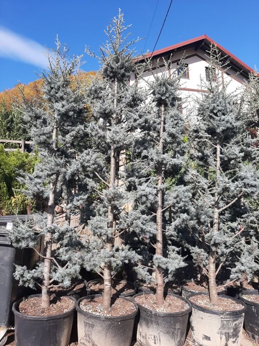 Vand mesteacăn arțar stejar tei platan frasin etc