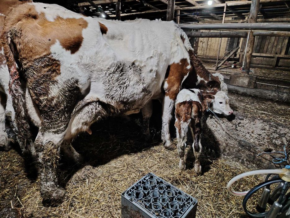 Vaca cu vițea bălțate