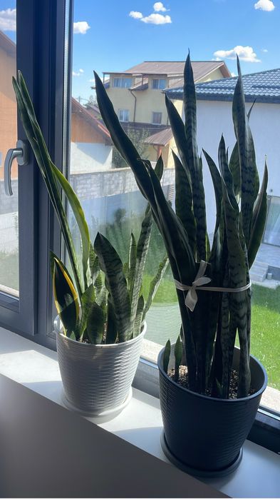 Vand butasi sansevieria planta de apartament
