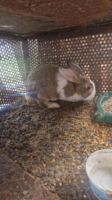 Vând 2 iepuri de casa