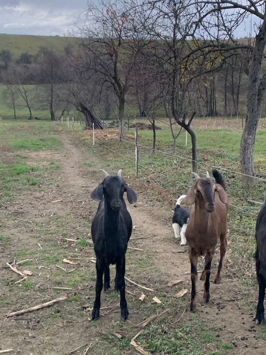 Vând doua iede anglo-nubiene gestante