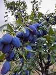 Prune stanley pentru consum- Zăbrani