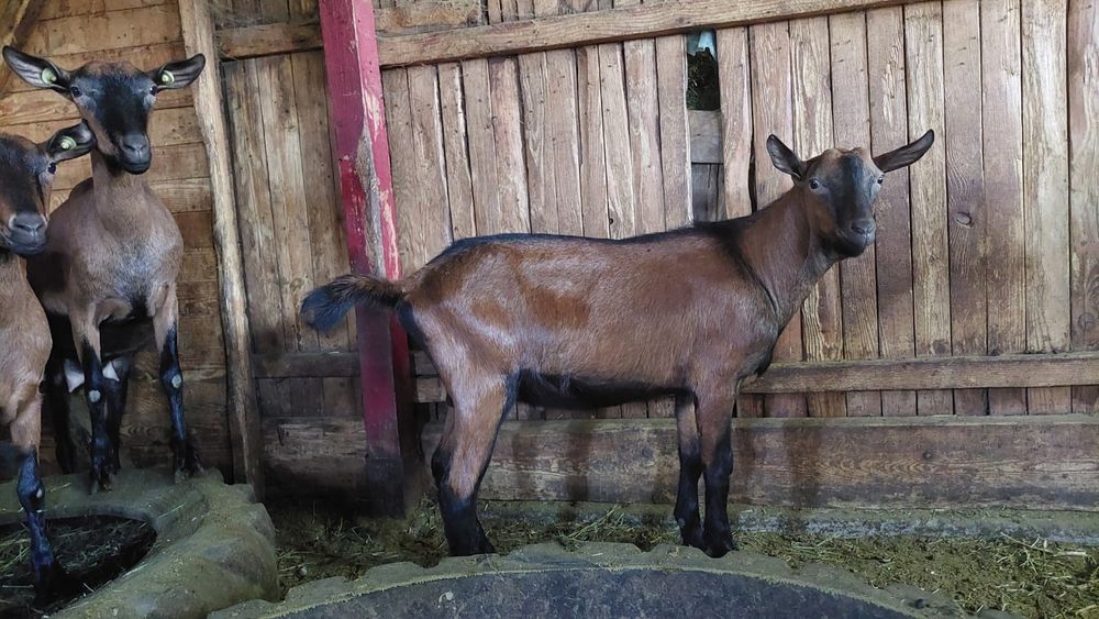 Tap alpin francez rasa pura ciut natural