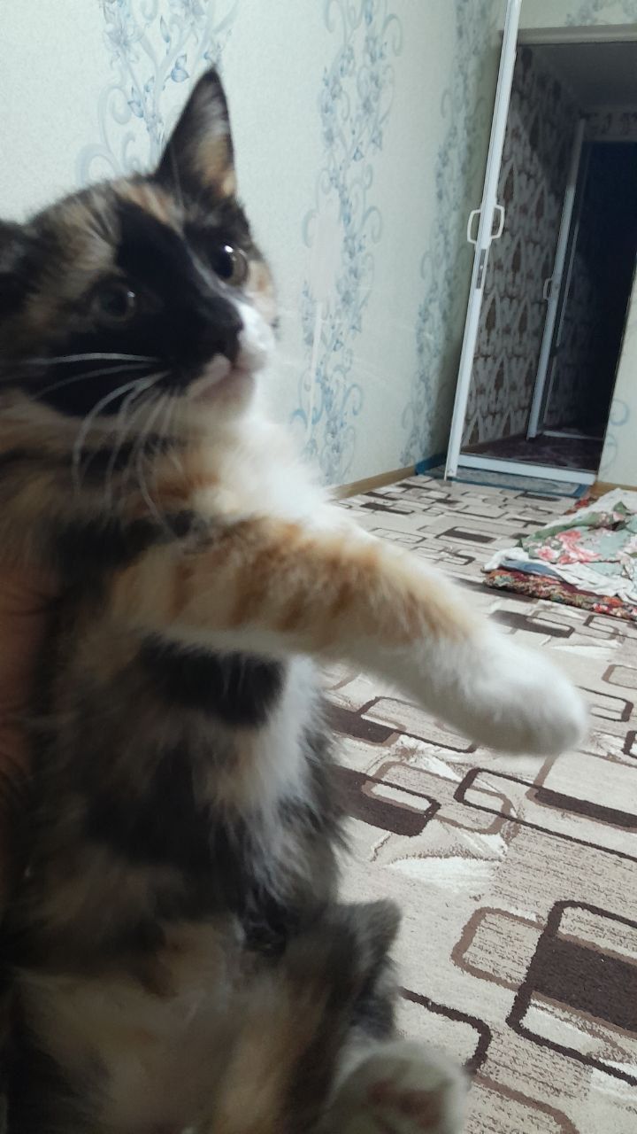 МУШУКЛАР берилади
