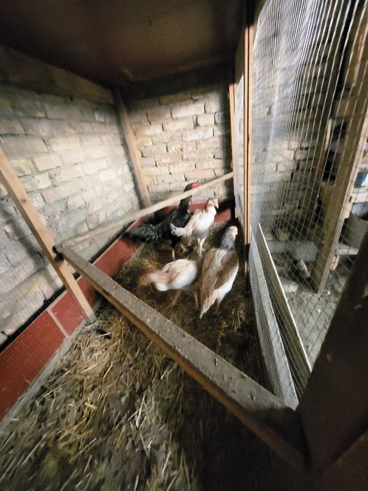 Срочно продаётся хорошие здоровье куры