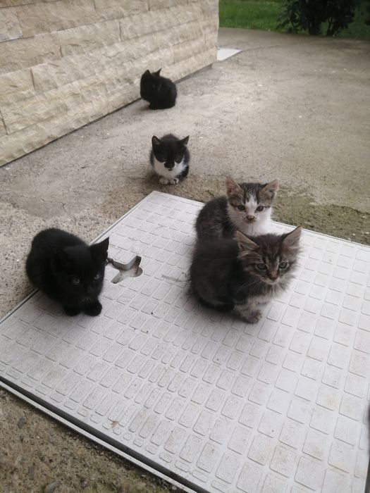 Donez pui de pisică