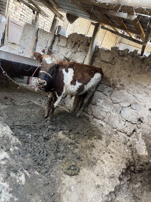 Букача сотилади