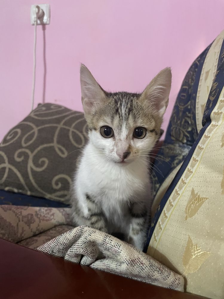 Котенок девочка даром