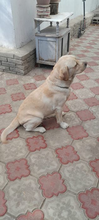 Продаётся Лабродор