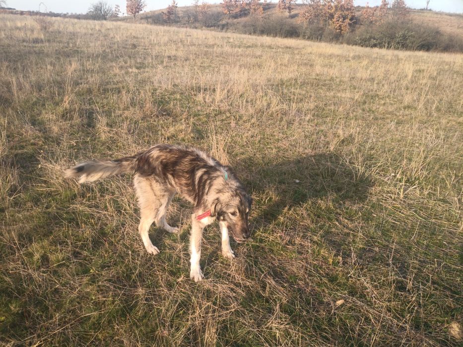 Donez câine carpatin