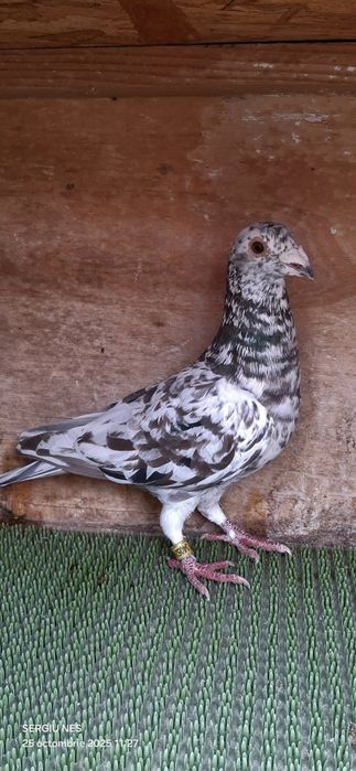 Vouajori sport culori rare