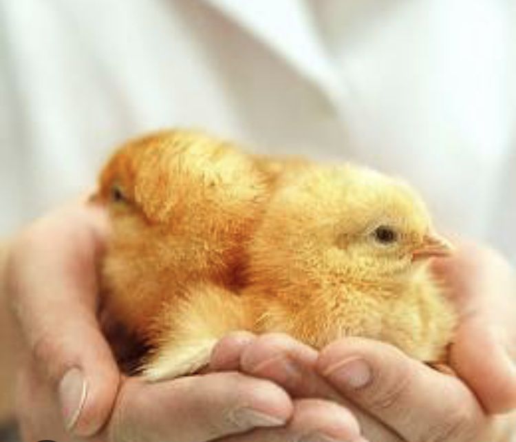 Цыплята куриные домашние и породы Ломан браун