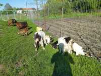 Vând 3 capre carpatine, 4,2 și 1an, cu iedute metis saennen și alpinn
