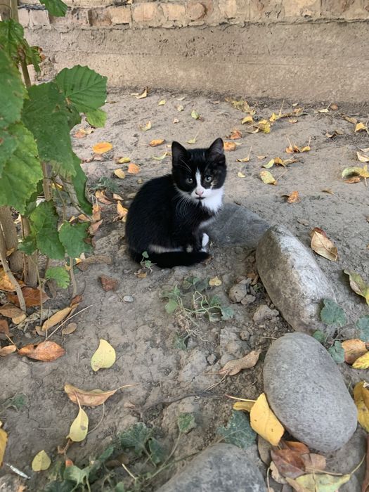 Котята, домашние , отдадим в хорошие руки