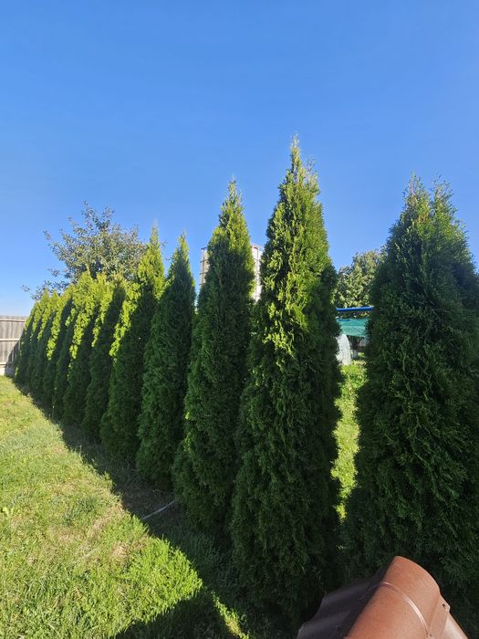 Tuia Smaragd aclimatizat tuja 60 - 80 cm ideal gard viu