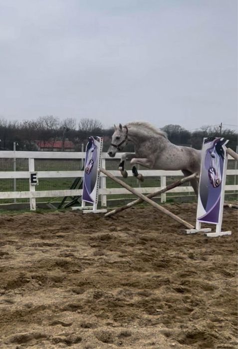 Vand cal de sport unguresc