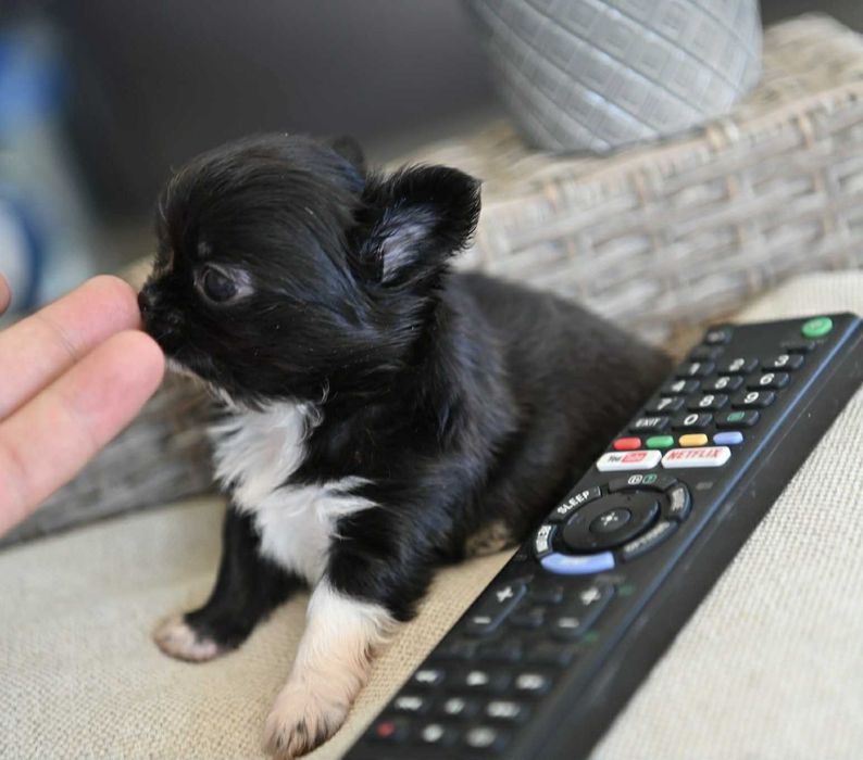 Мъжко дългокосместо мини чихуахуа