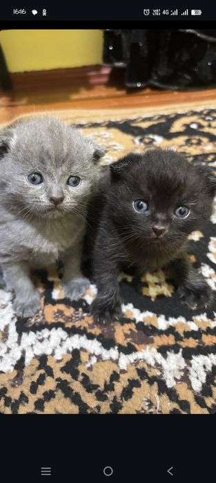 Бронь открыт кошки родилис 31 августа. Отдам начале ноября. Британский