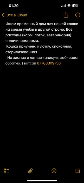 Ищем временную передержку для нашей кошки