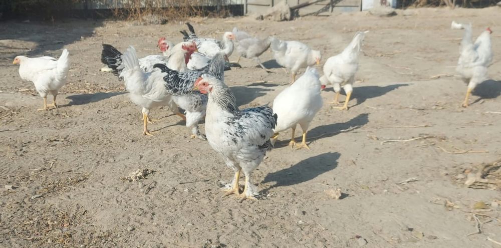 Срочно продам курей
