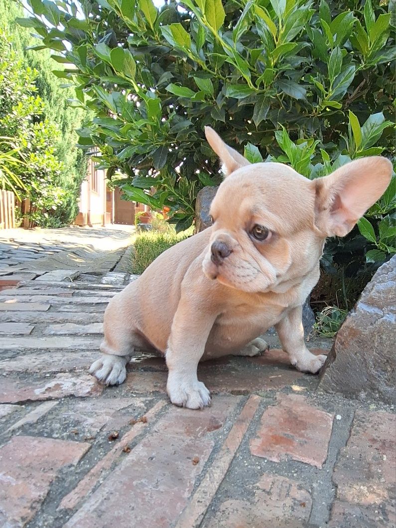 Bulldog francez fetita