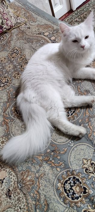 турецкая ангора 8 месяц девочка