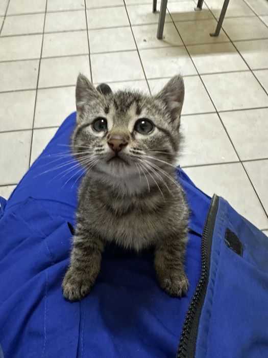 pisoi pentru adoptie