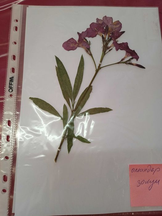 Хербарии (за  ученици и студенти)