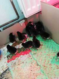 Vind puii Australorp Negru.