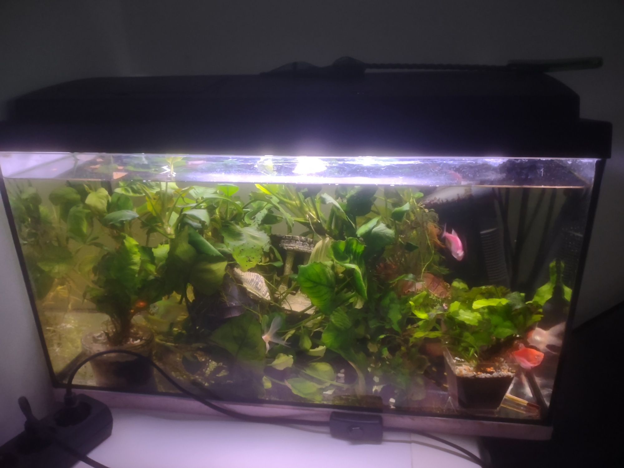 Acvariu 66 litri cu capac și accesorii