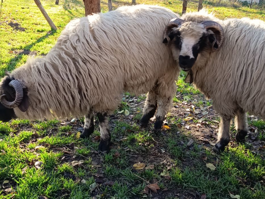 Vând 2 berbecuți de anul acesta