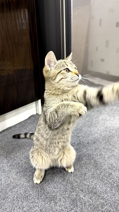 Котенок.  Мушукча