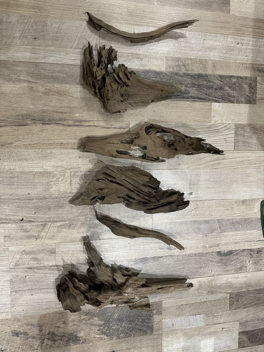 Мангрови корени