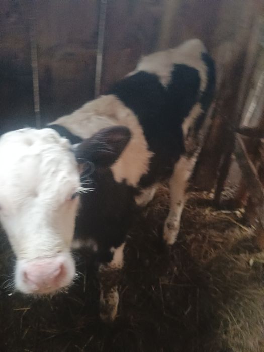 De vânzare doi viței masculi