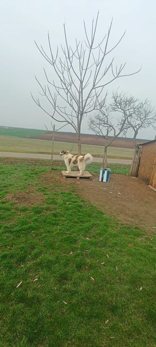 Mascul  Ciobănesc de Bucovina