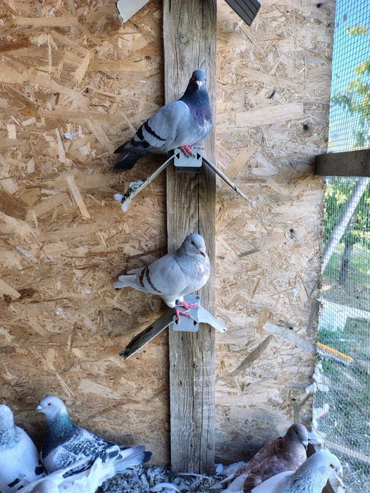 Porumbei standard românesc