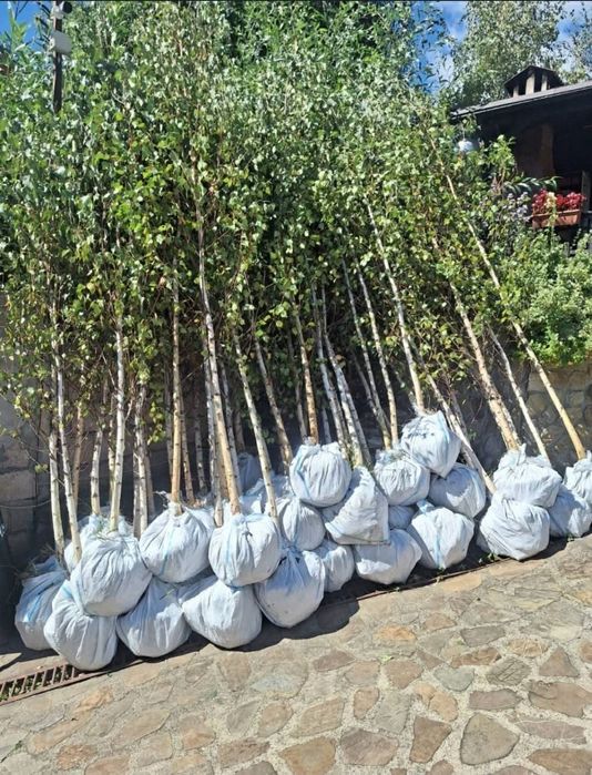 Mesteacan cu coaja albă  Brazii Arginti