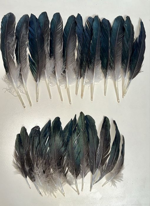 Pene de rata 25 bucati