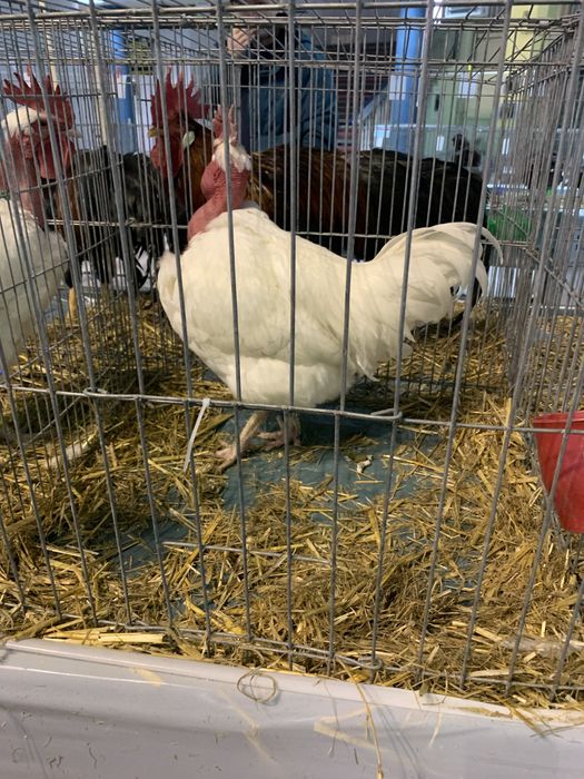 Gaini gat golas de transilvania