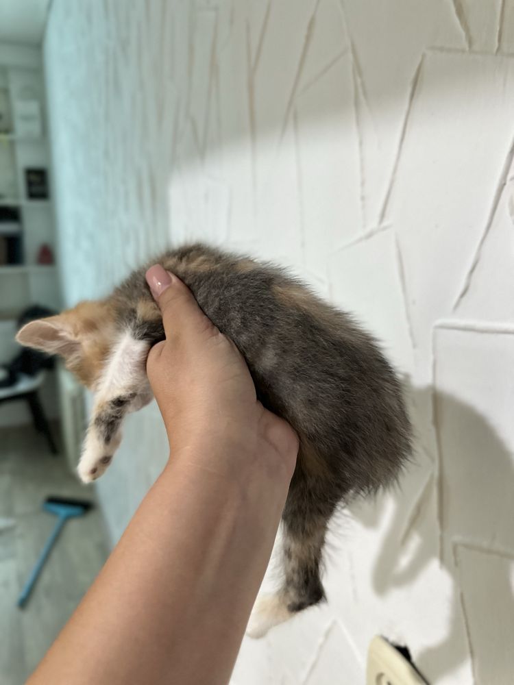 Котята в поисках дома