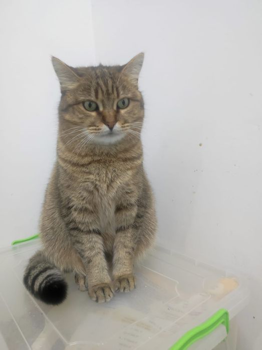 Кошечка Маша в поиске дома